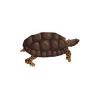 Amazon Turtle