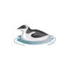 Little Auk