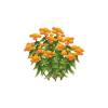 Butterfly Milkweed