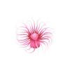 Pink Tube Anemone