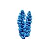 Blue Acropora