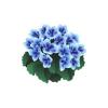 Blue Geranium