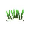 Green Feather Caulerpa