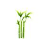 Mini Bamboo Plant