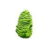 Pinecone Algae