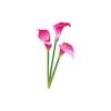 Pink Calla Lily