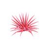 Pink Cordyline