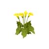 Yellow Calla Lilly