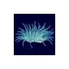 Glow Sea Anemone