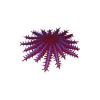 Crown of Thorns Star