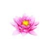 Pink Waterlily