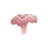 Luxury Toadstool Leather Coral