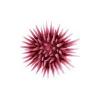 Red Urchin