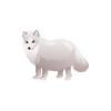 Arctic Fox