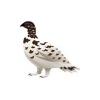 Ptarmigan