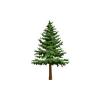 Fir Tree