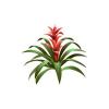 Bromeliad Feeder