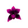 Fuchsia Orchid Feeder