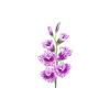 Gladiolus Feeder