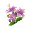 Glowing Purple Hibiscus Feeder