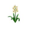 Maize Hyacinth Feeder