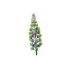 Olive Lupine Feeder