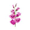 Pink Gladiolus Feeder