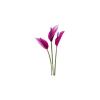 Purple Anthurium Feeder