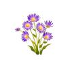 Purple Aster Feeder