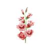 Red Gladiolus Feeder