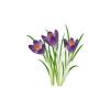 Spring Crocus