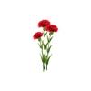 Red Carnations