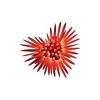 Heart Sea Urchin