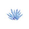 Blue Acropora