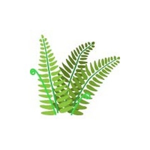 Fern