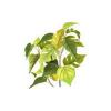 Jade Pothos