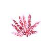 Pink Acropora