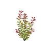 Red Ludwigia 2