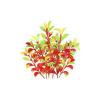 Red Ludwigia