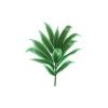 Green Cordyline