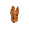 Orange Acropora