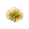 Yellow Anemone