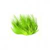 Green Maidens Hair