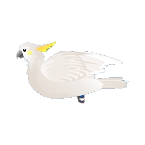 Cockatoo