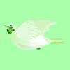 Shamrock Dove