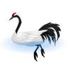 Red Crowned Crane