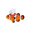 Winged Clownfish