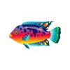 Colorsplash Cichlid