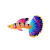 Colorsplash Guppy