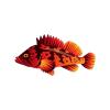 Autumn Rockfish